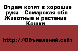 Отдам котят в хорошие руки - Самарская обл. Животные и растения » Кошки   